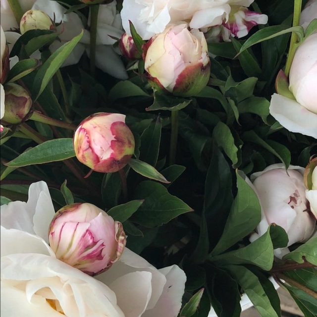 Poshmark banner for @meringue